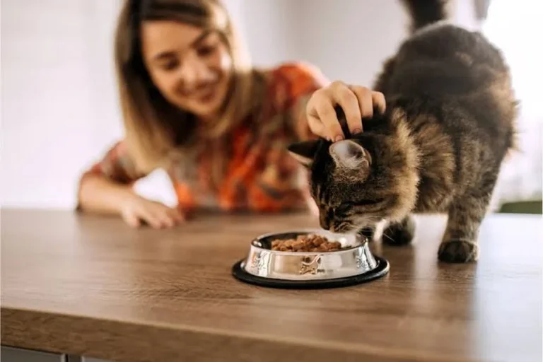Cat Nutrition Guide by Age: Feeding Tips for Every Life Stage Cat nutrition guide by age